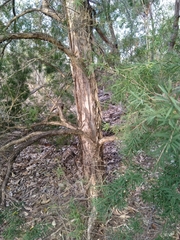 Melaleuca trichostachya