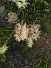Melaleuca trichostachya