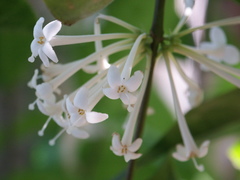 Phaleria clerodendron