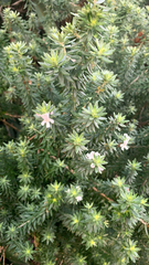 Westringia fruticosa