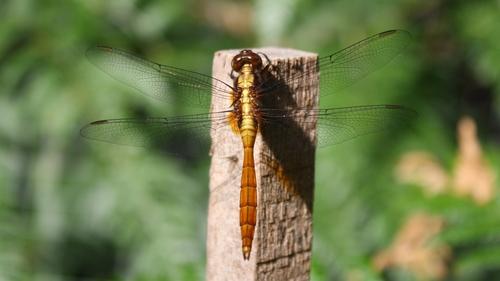 Fiery Skimmer photo 5