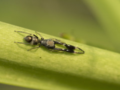 Ligonipes semitectus