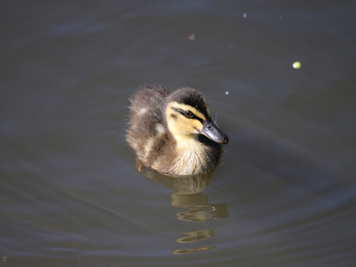 Pacific Black Duck, photo 7 of 10