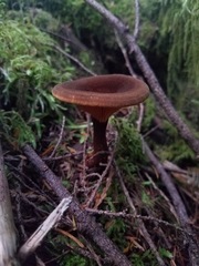 Hygrophoropsis rufa