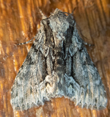 Hyppa contrasta