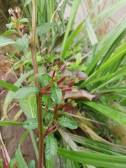 Ludwigia prostrata