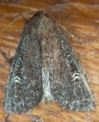 Apamea cogitata