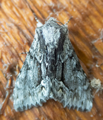 Hyppa contrasta