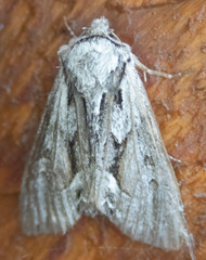 Hyppa contrasta