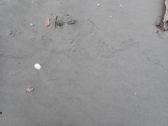 Pericoptus truncatus