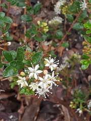 Nematolepis squamea squamea