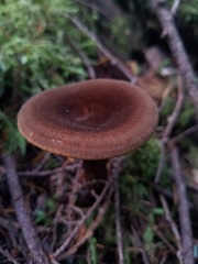 Hygrophoropsis rufa