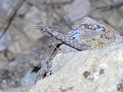 Litaneutria skinneri