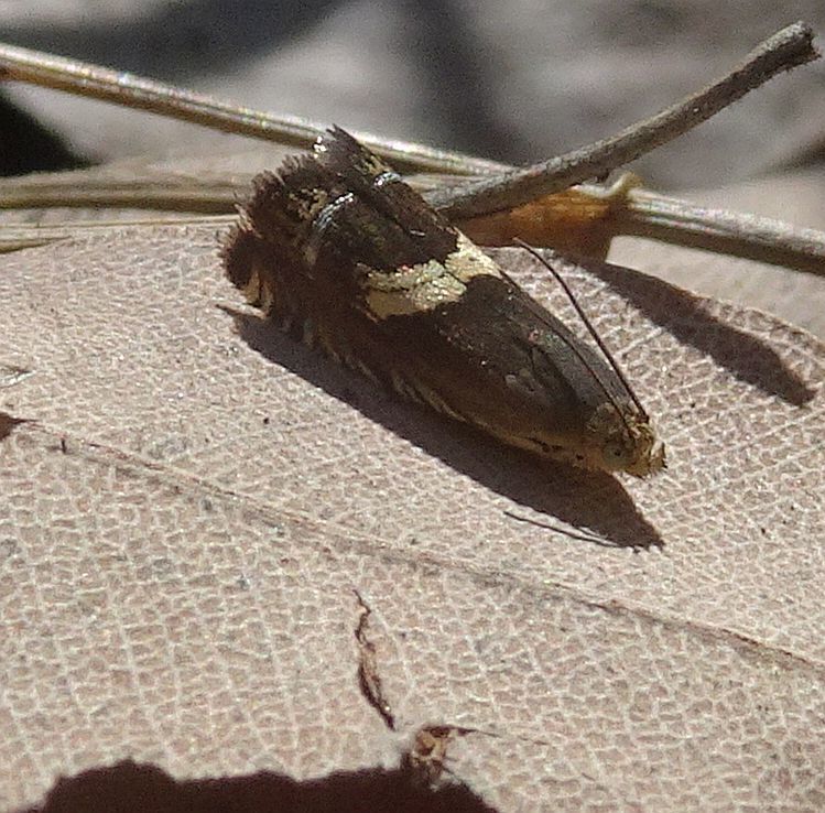Grapholita parvisignana