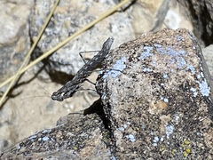 Litaneutria skinneri