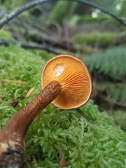 Hygrophoropsis rufa