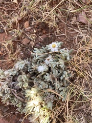 Helichrysum cerastioides