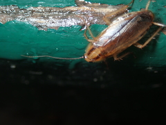 Blattella germanica
