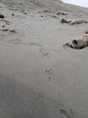 Pericoptus truncatus