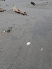 Pericoptus truncatus