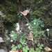 Arabidopsis arenosa borbasii - Photo 由 Jason Grant 所上傳的 (c) Jason Grant，保留部份權利CC BY