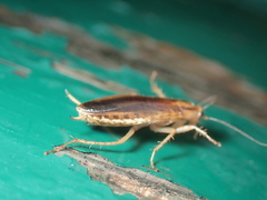 Blattella germanica