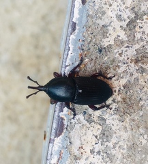 Scyphophorus acupunctatus