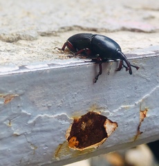 Scyphophorus acupunctatus