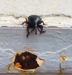 Scyphophorus acupunctatus