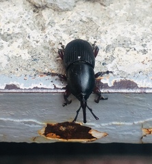 Scyphophorus acupunctatus