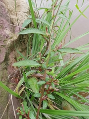 Ludwigia prostrata