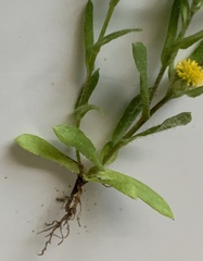 Triptilodiscus pygmaeus