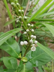 Lysimachia fortunei