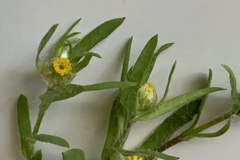 Triptilodiscus pygmaeus