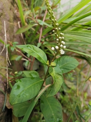 Lysimachia fortunei