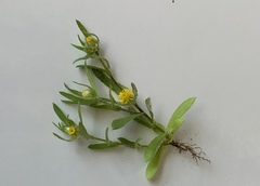 Triptilodiscus pygmaeus