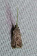 Lecithocera imprudens