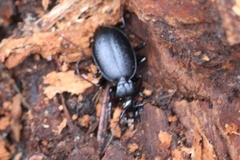 Scaphinotus relictus