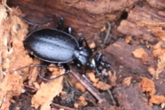 Scaphinotus relictus