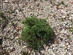 Scrophularia juratensis