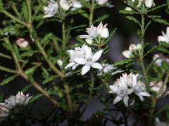 Philotheca difformis