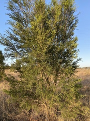 Melaleuca bracteata