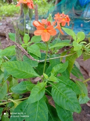 Crossandra infundibuliformis