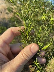 Melaleuca bracteata