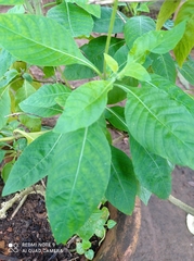Crossandra infundibuliformis