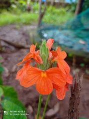 Crossandra infundibuliformis