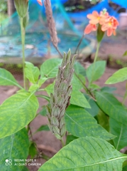 Crossandra infundibuliformis