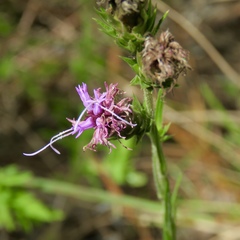 Liatris tenuis