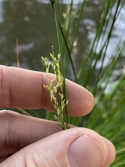 Juncus usitatus