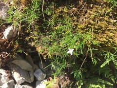 Moehringia muscosa